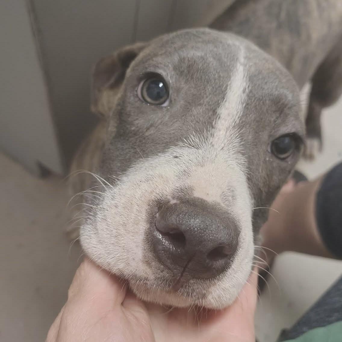 Bluey (20260306-02) — thumbnail 6