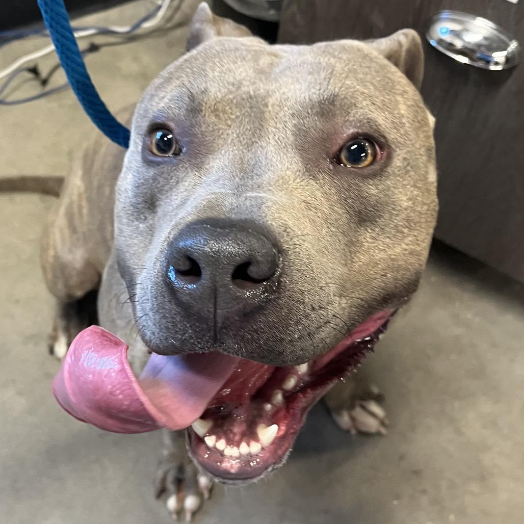 Ace, a Adoptable mixed breed in Tampa, FL image 1/3