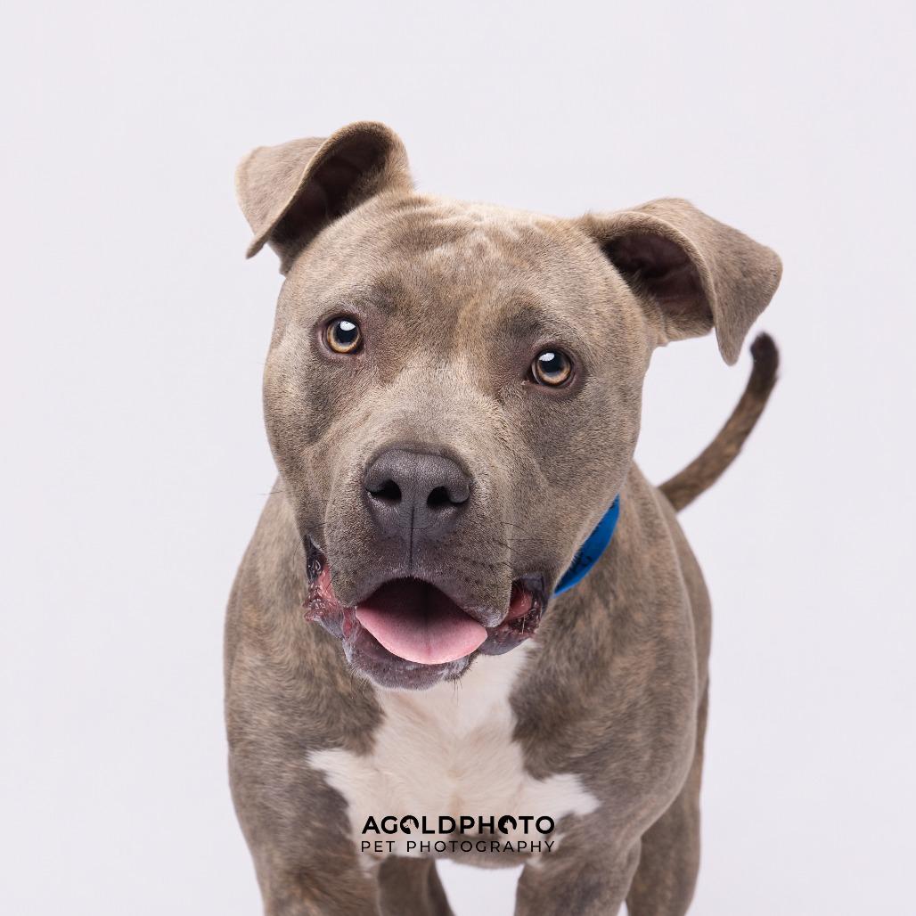 Ace, a Adoptable mixed breed in Tampa, FL image 2/3