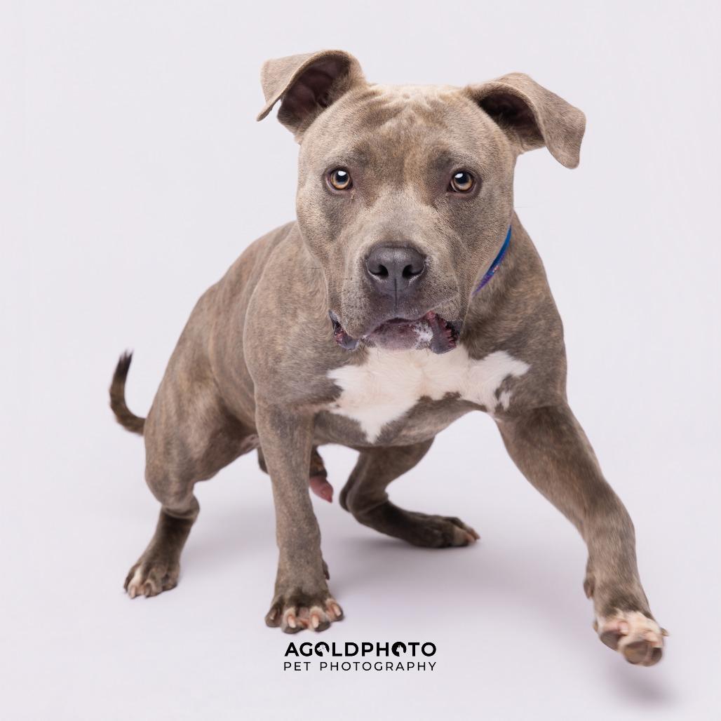 Ace, a Adoptable mixed breed in Tampa, FL image 3/3