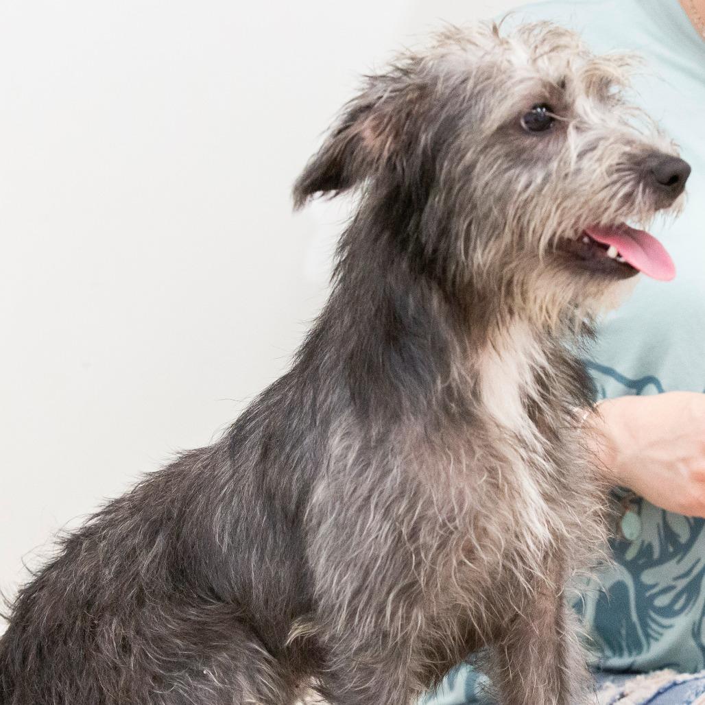 Enlarge Onyx, a Adoptable Mixed Breed in Cartersville, GA image 3/4