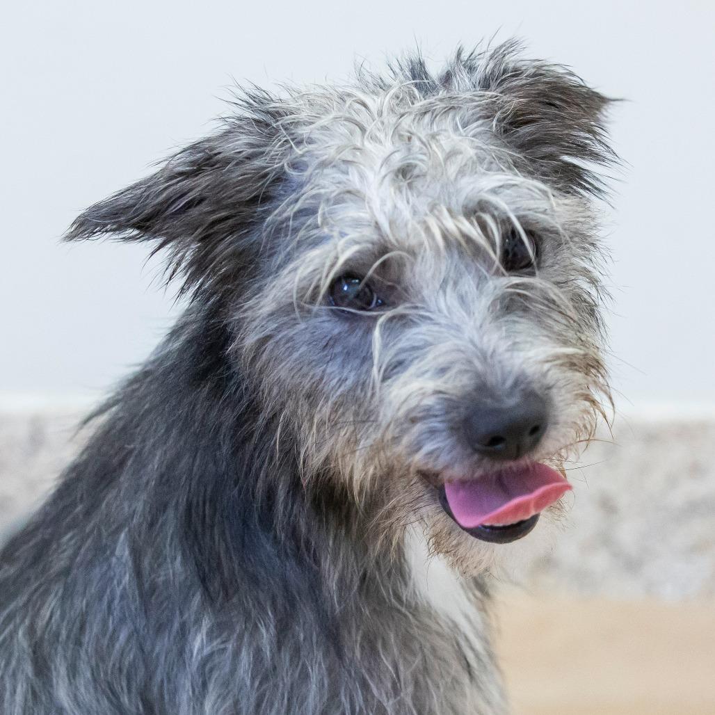 Enlarge Onyx, a Adoptable Mixed Breed in Cartersville, GA image 4/4