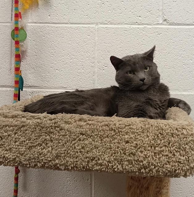 Enlarge Elfie, a ADOPTABLE Domestic Short Hair in Las Vegas, NV image 5/5