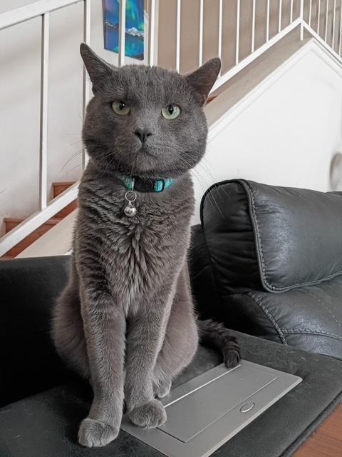 Enlarge Elfie, a ADOPTABLE Domestic Short Hair in Las Vegas, NV image 2/5