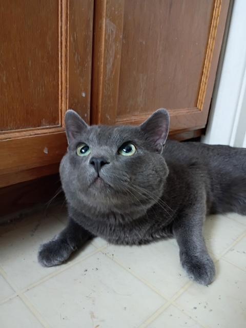 Elfie, ADOPTABLE, Young Male Domestic Short Hair.