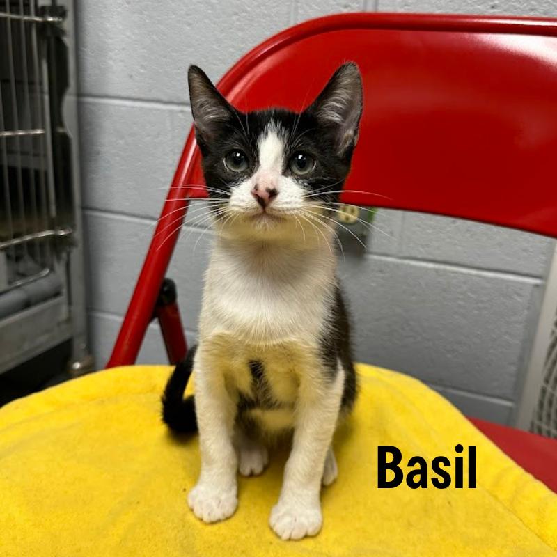 Enlarge Basil, a Adoptable mixed breed in Oak Ridge, TN image 3/5