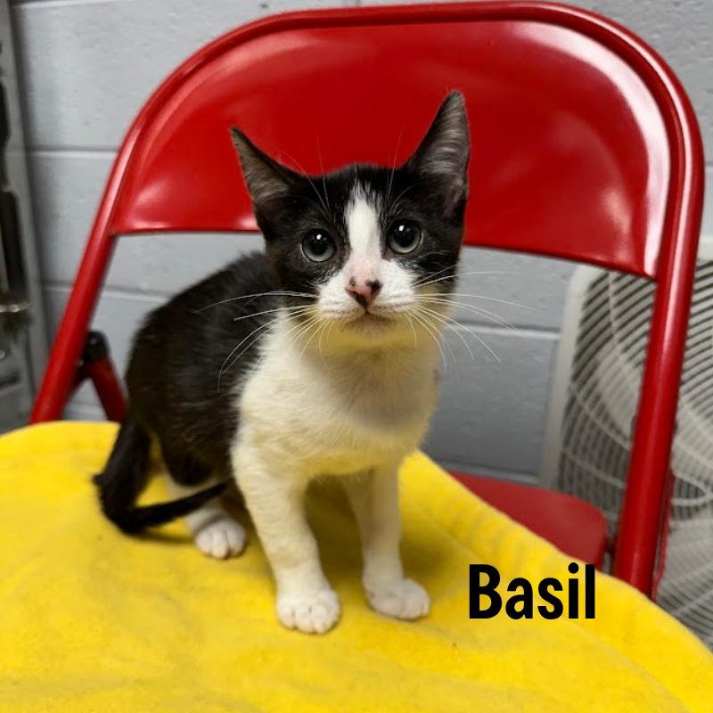 Enlarge Basil, a Adoptable mixed breed in Oak Ridge, TN image 4/5