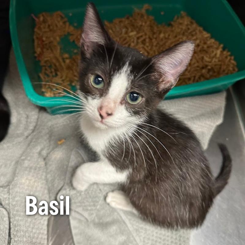 Enlarge Basil, a Adoptable mixed breed in Oak Ridge, TN image 5/5
