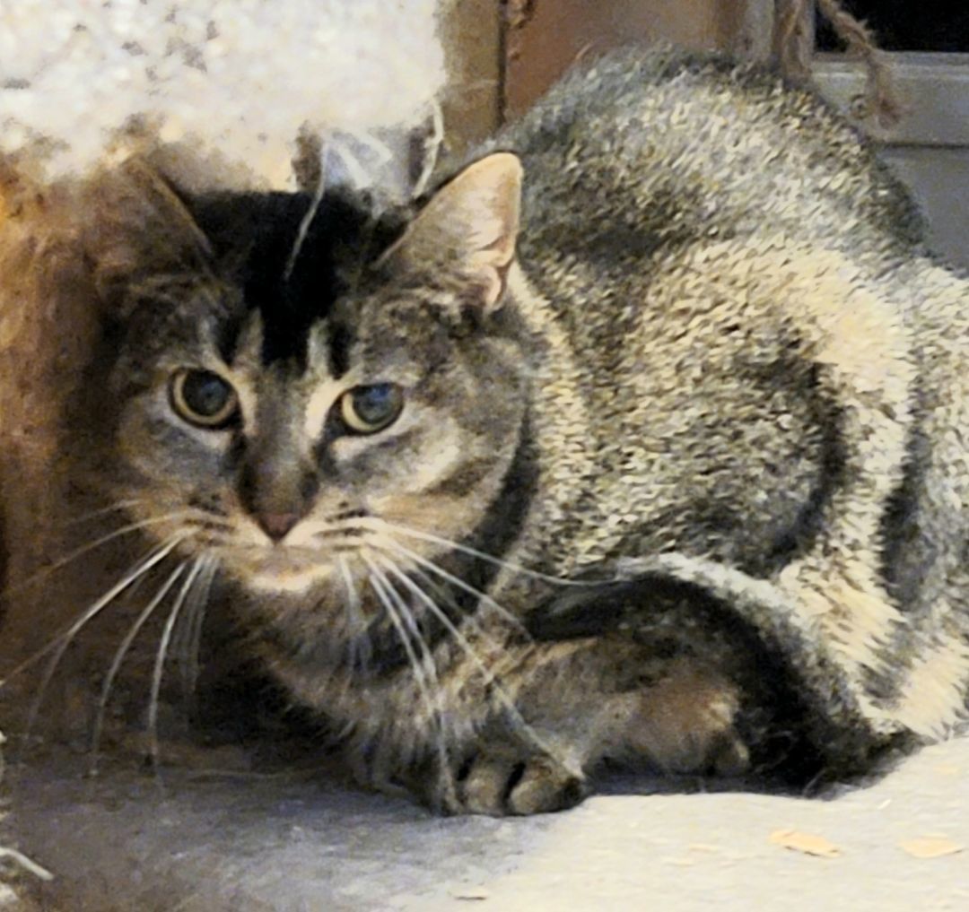 Elly, Adult Female unknown