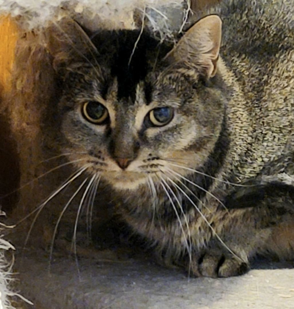 Elly, a Adoptable mixed breed image 2/2