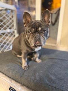 Enlarge Benny, a Adoptable French Bulldog in Mesa, AZ image 2/6