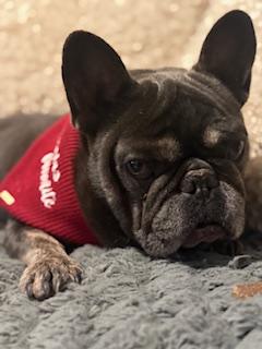 Enlarge Benny, a Adoptable French Bulldog in Mesa, AZ image 4/6