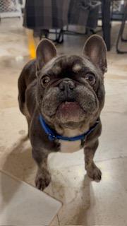 Enlarge Benny, a Adoptable French Bulldog in Mesa, AZ image 5/6