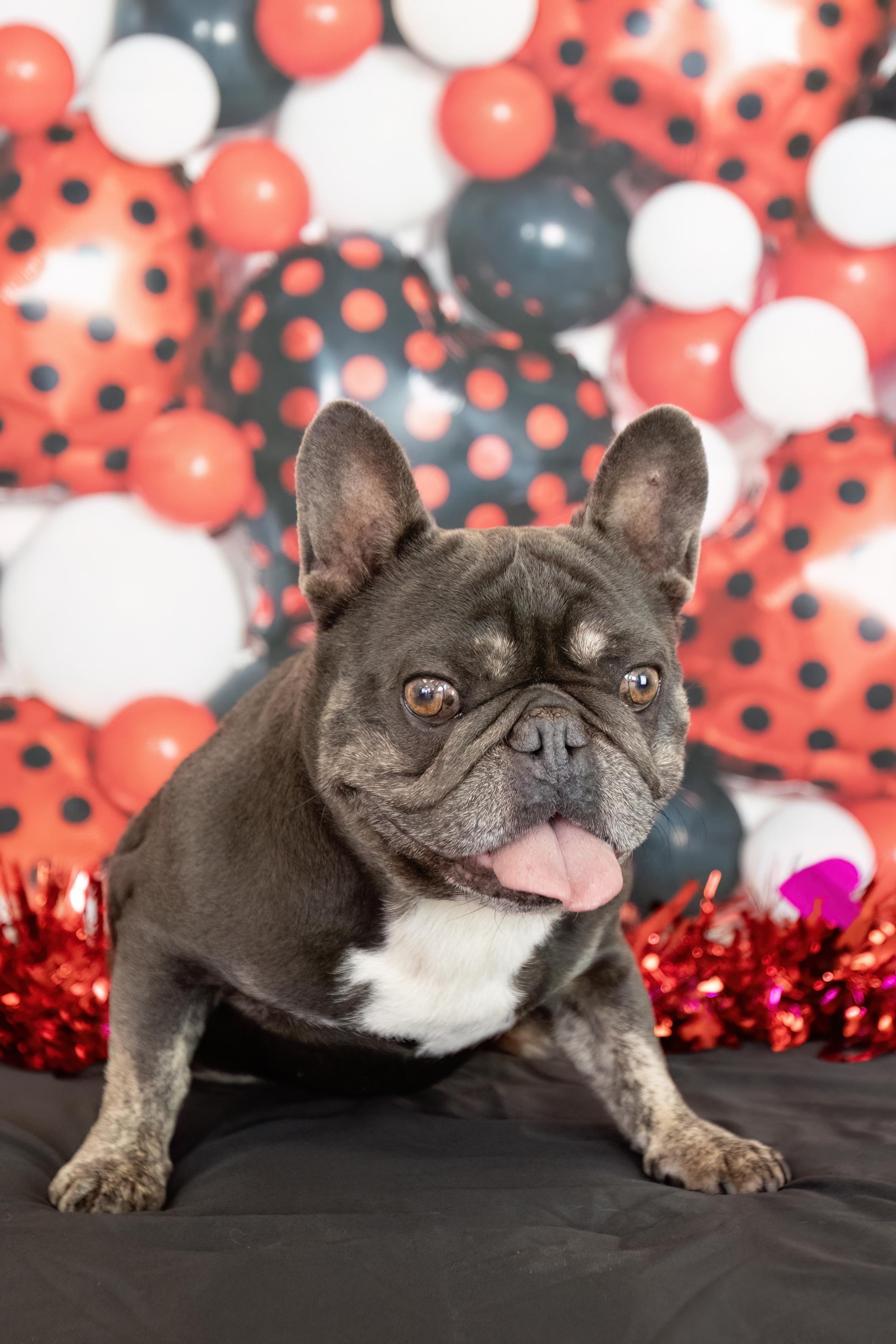 Enlarge Benny, a Adoptable French Bulldog in Mesa, AZ image 6/6