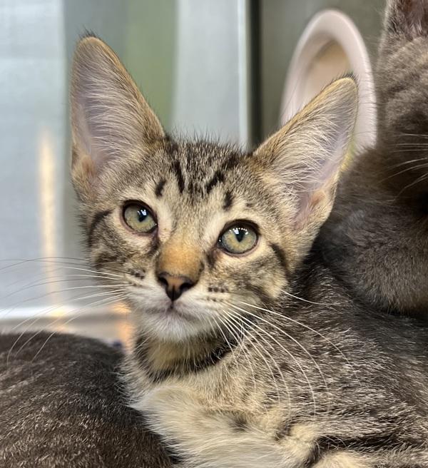 Enlarge Dr. Purrper, a Adoptable mixed breed in Sioux City, IA image 1/1