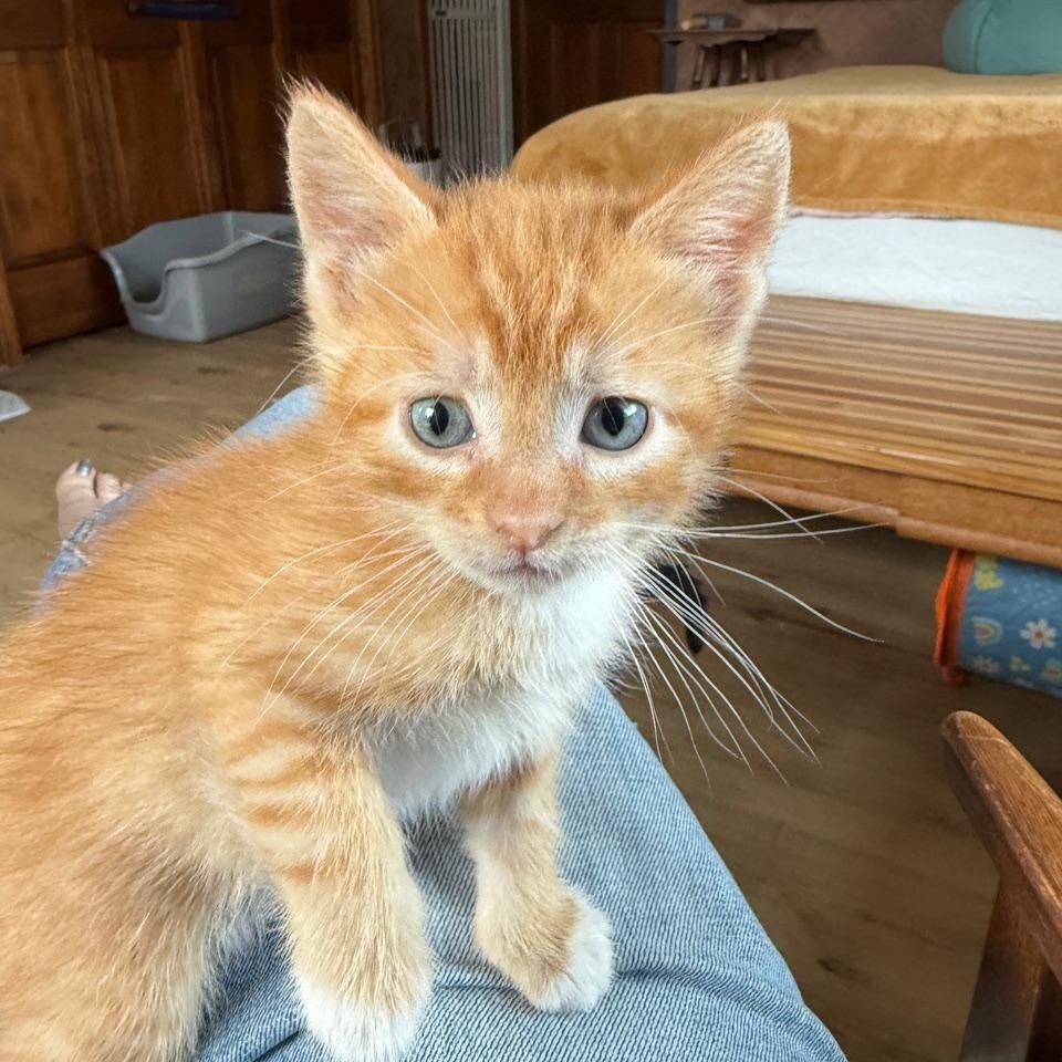 Layla, an adoptable Domestic Short Hair in Minneapolis, MN image 1/3