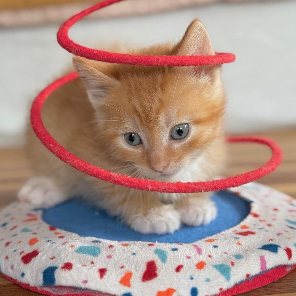 Layla, an adoptable Domestic Short Hair in Minneapolis, MN image 2/3