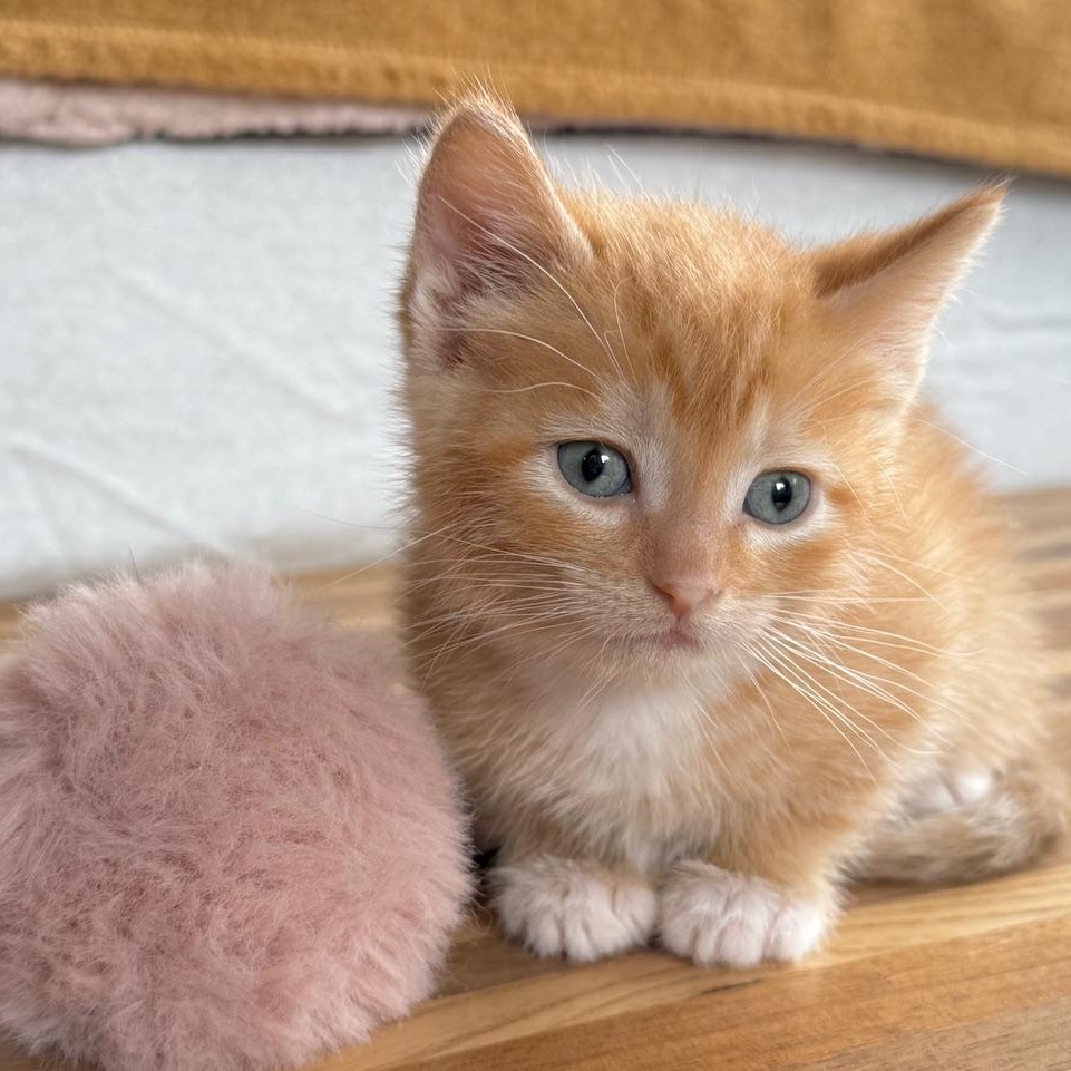 Layla, an adoptable Domestic Short Hair in Minneapolis, MN image 3/3