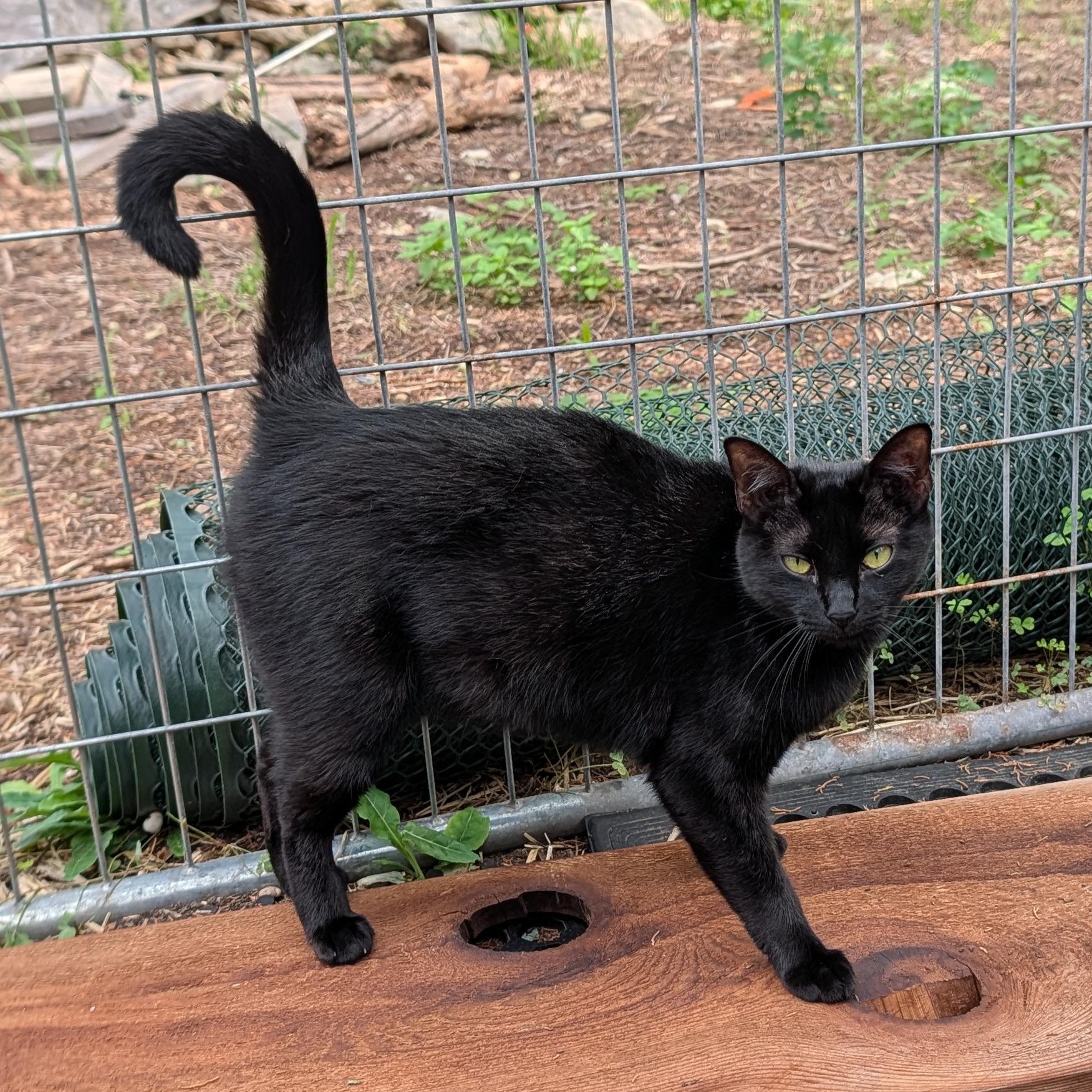 Enlarge Mama Luna, a Adoptable mixed breed in Fischer, TX image 2/5