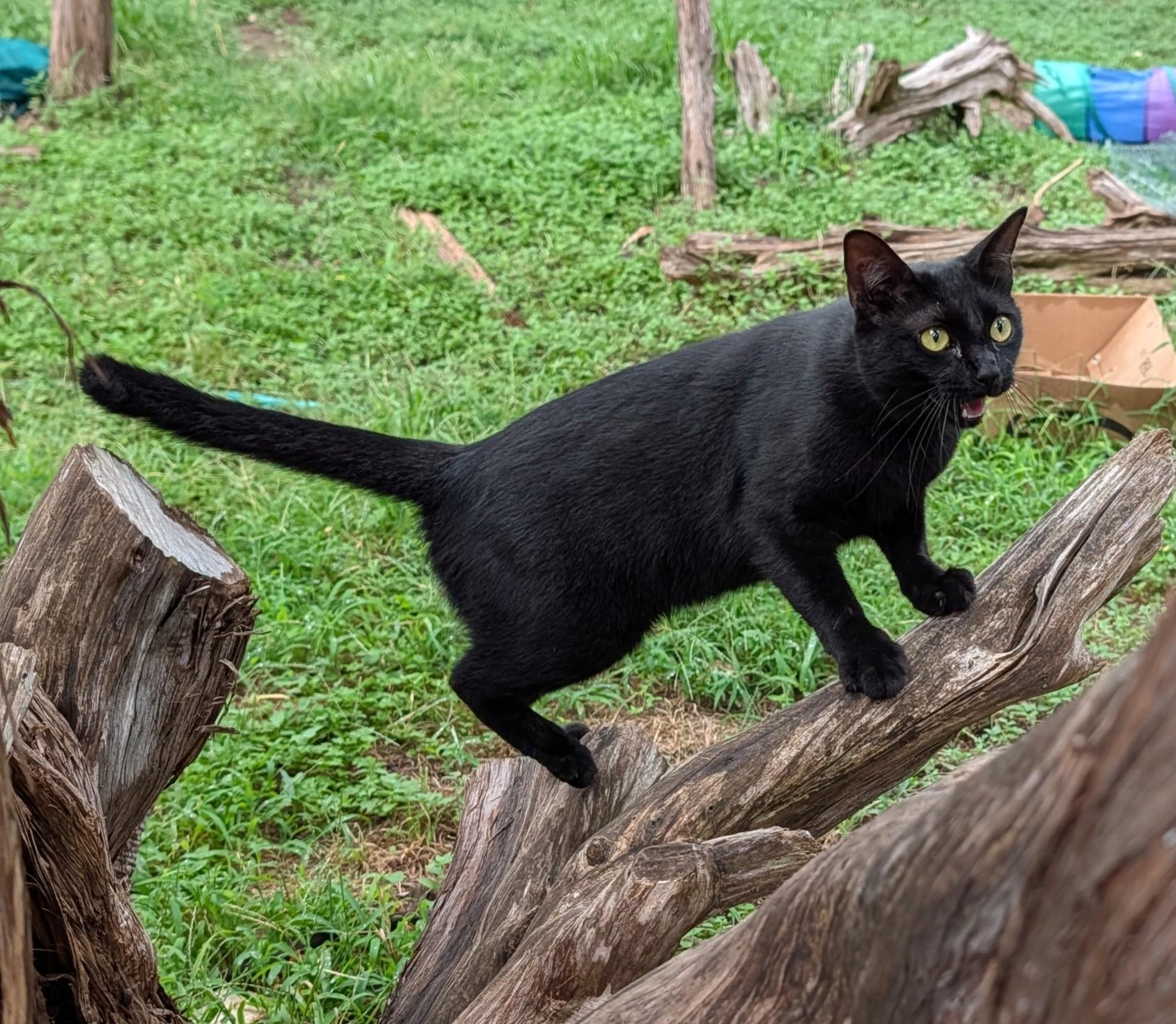 Enlarge Mama Luna, a Adoptable mixed breed in Fischer, TX image 3/5