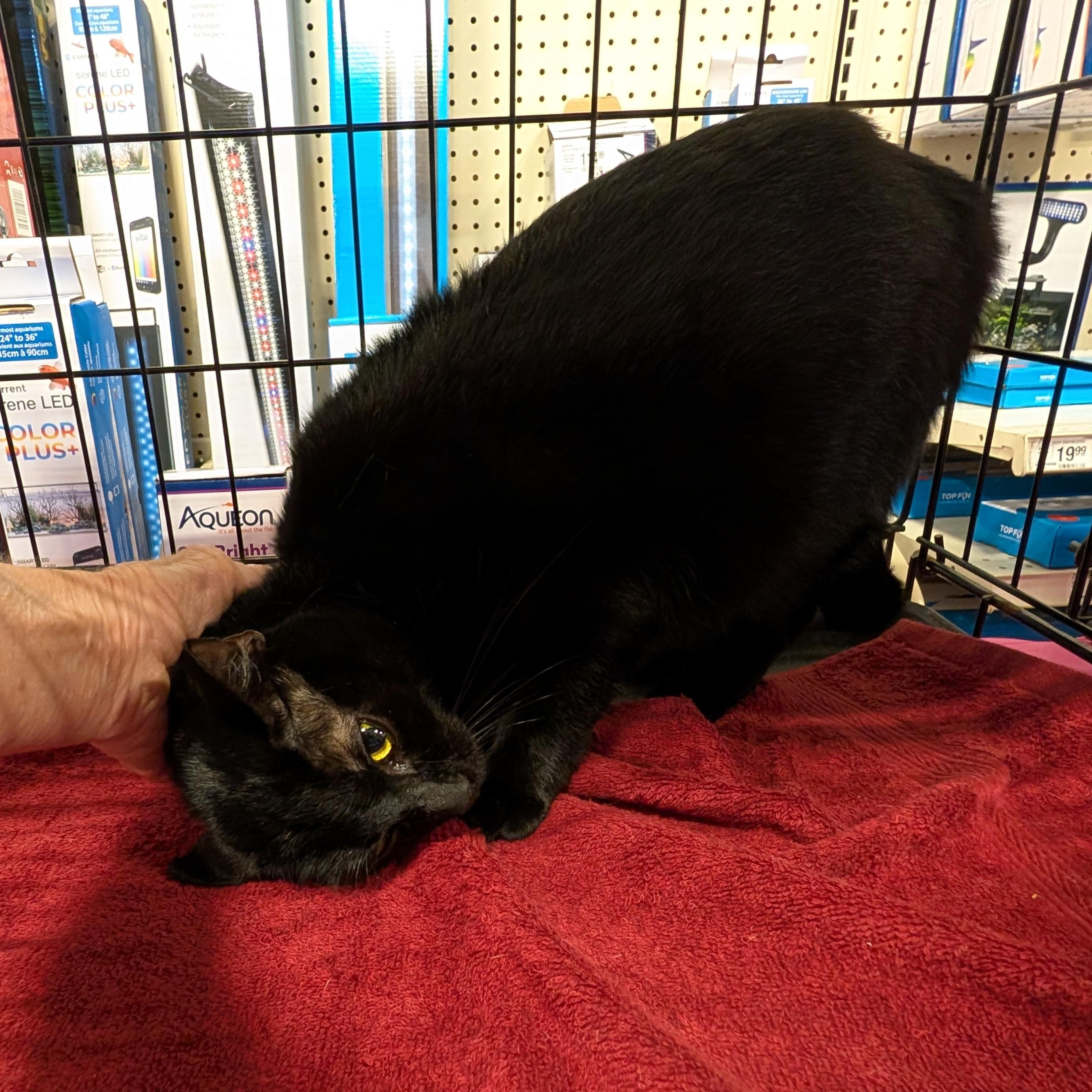 Enlarge Mama Luna, a Adoptable mixed breed in Fischer, TX image 4/5