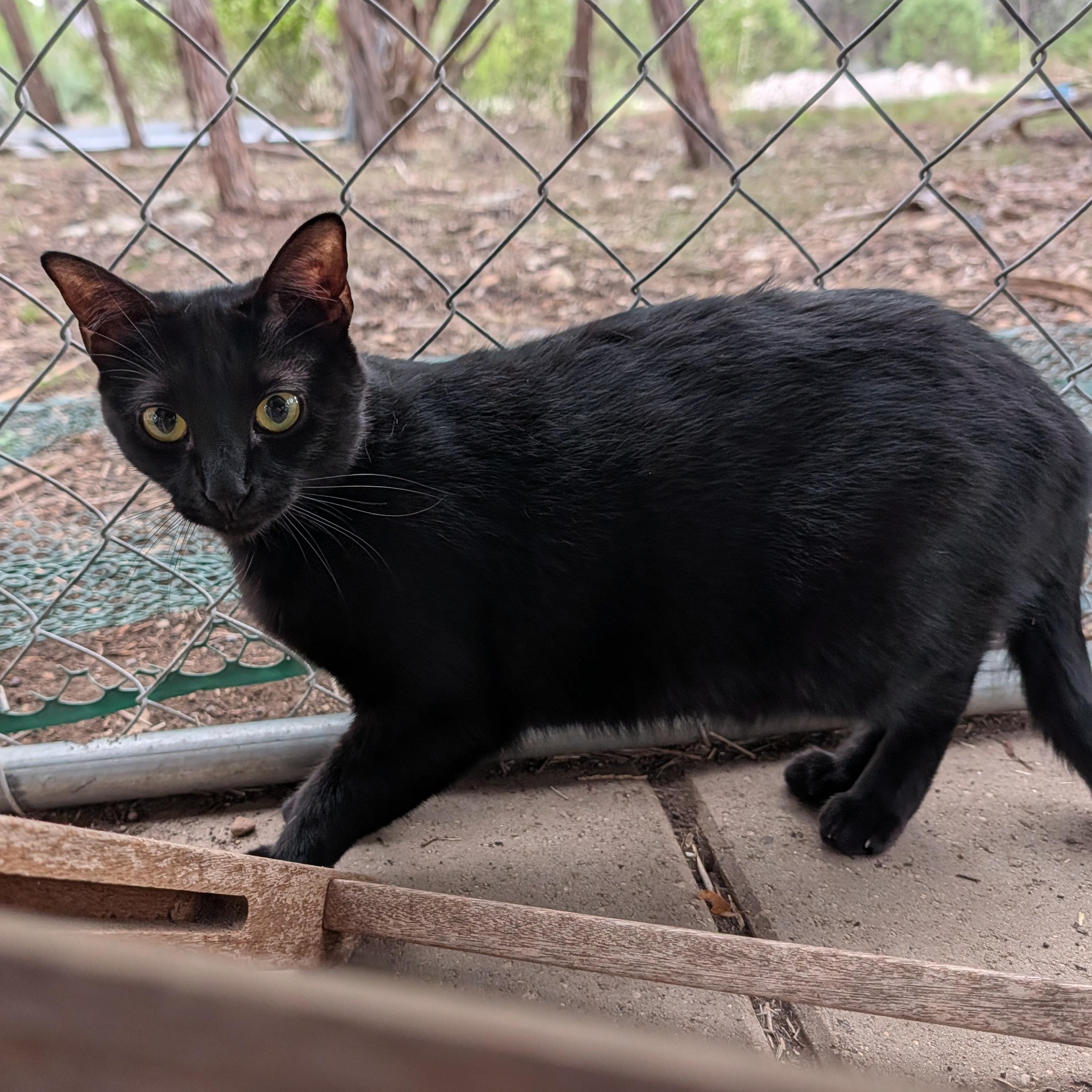 Mama Luna, Adoptable, Adult Female Domestic Short Hair.