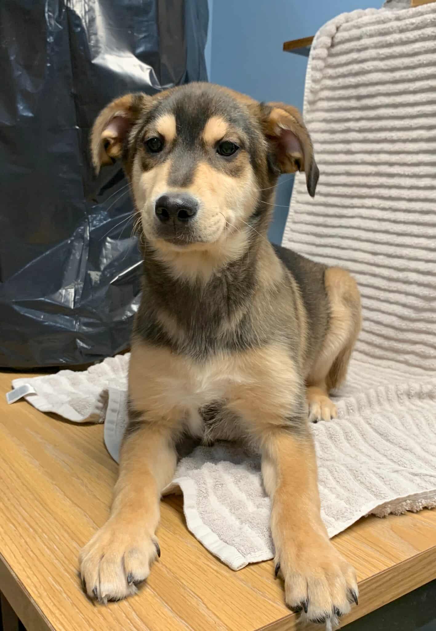 Servilia, ADOPTABLE, Young Female Husky.