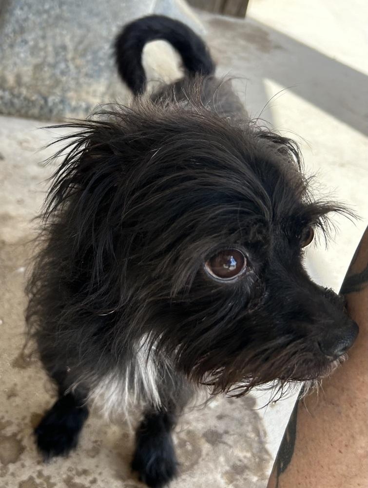 Nigel, Adoptable, Adult Male Brussels Griffon & Terrier.