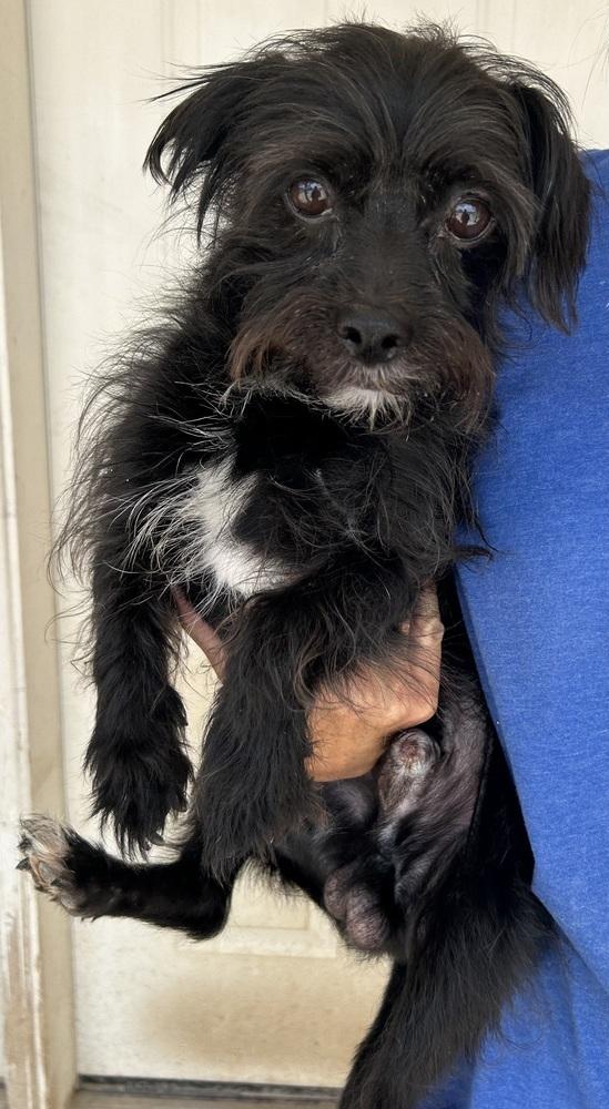 Enlarge Nigel, a Adoptable mixed breed in Draper, UT image 2/5