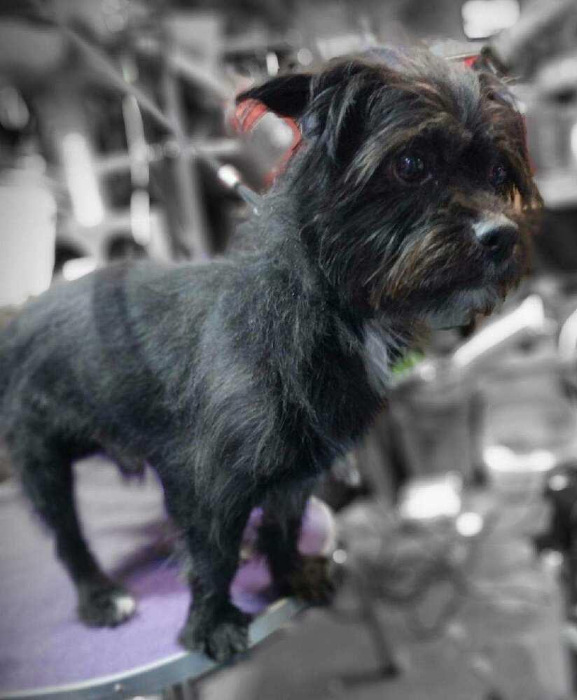 Enlarge Nigel, a Adoptable mixed breed in Draper, UT image 3/5