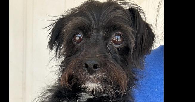 Enlarge Nigel, a Adoptable mixed breed in Draper, UT image 4/5