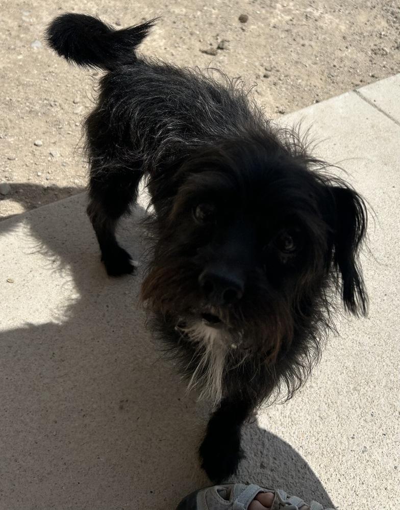 Enlarge Nigel, a Adoptable mixed breed in Draper, UT image 5/5