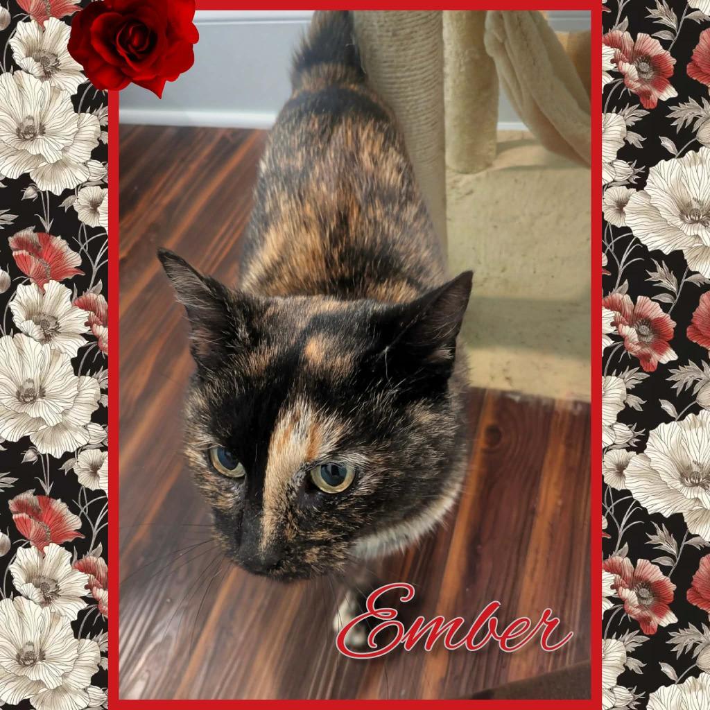 Ember, Adoptable, Adult Female Domestic Short Hair.