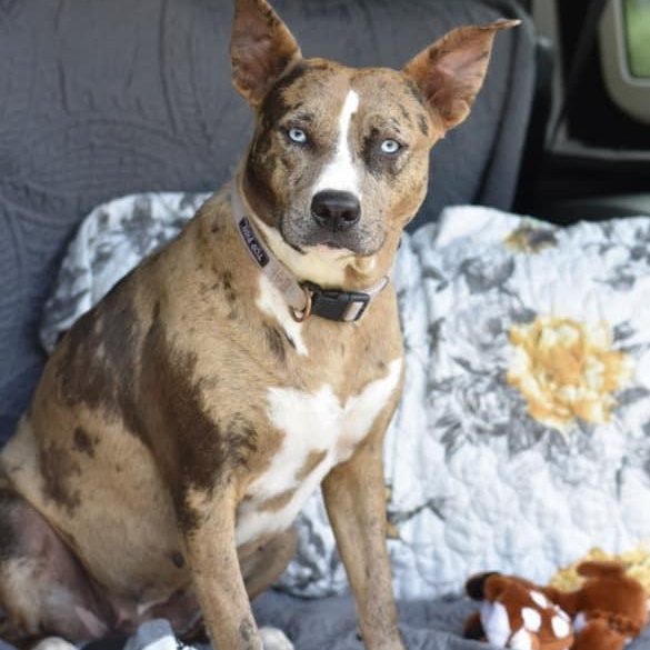 Angel, Young Female Catahoula Leopard Dog
