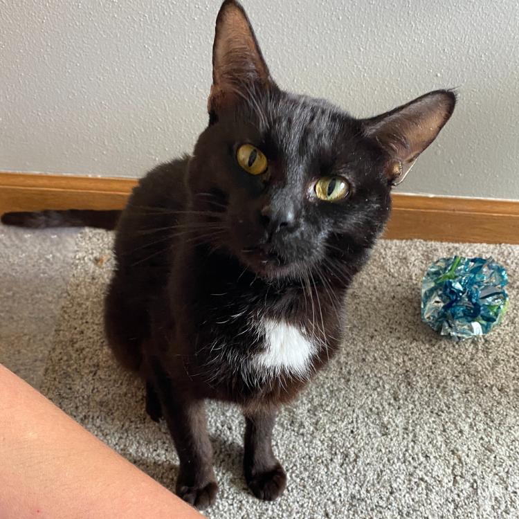 Hudson, Adoptable, Young Male Domestic Short Hair.