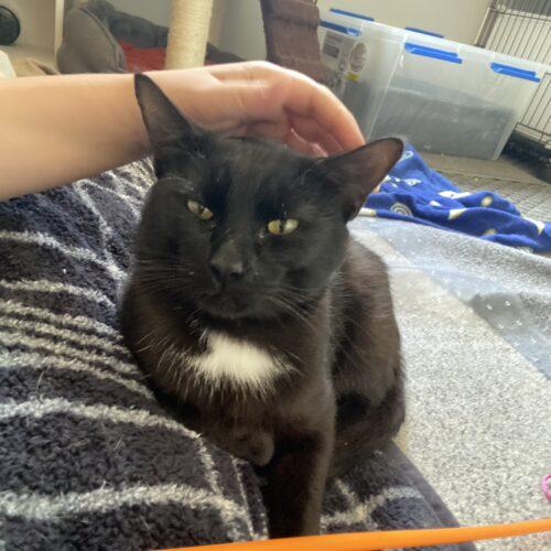 Enlarge Hudson, a Adoptable Domestic Short Hair in Kenosha, WI image 2/4