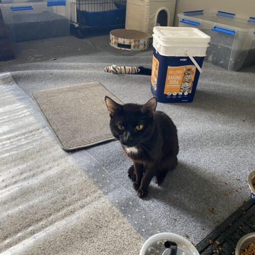 Enlarge Hudson, a Adoptable Domestic Short Hair in Kenosha, WI image 4/4