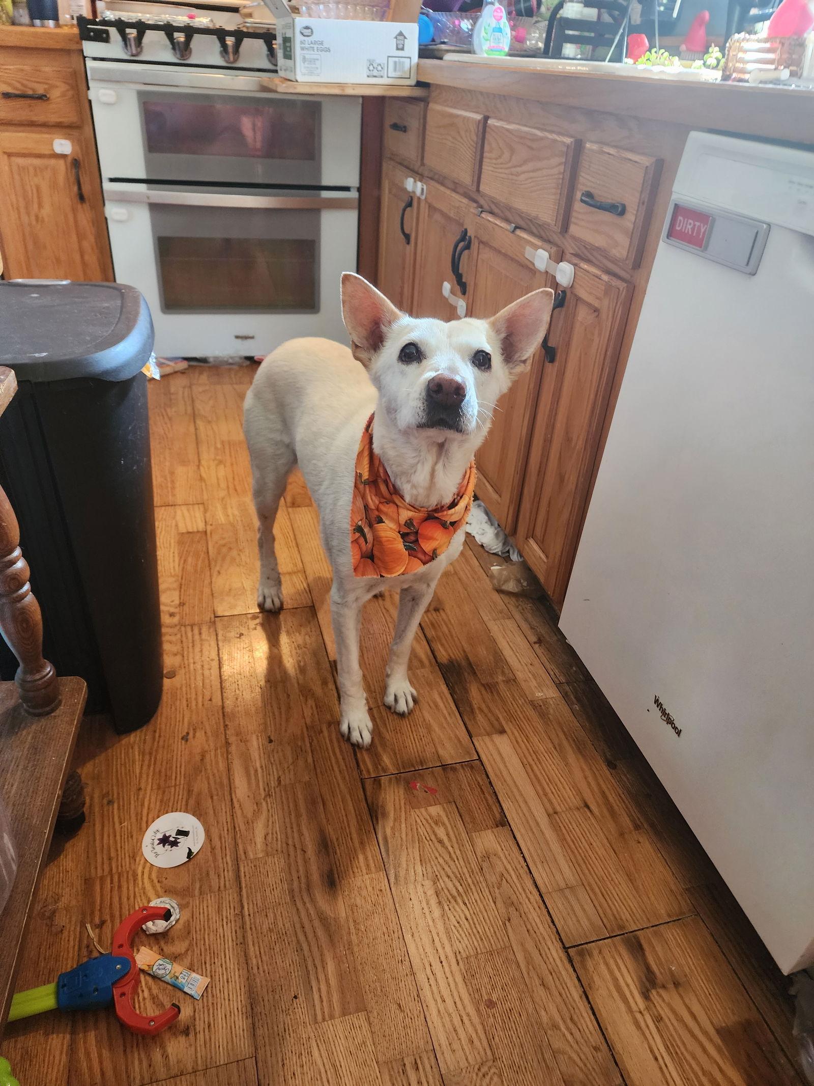 Enlarge Ginger D5967, a Adoptable mixed breed in minneapolis, MN image 3/3