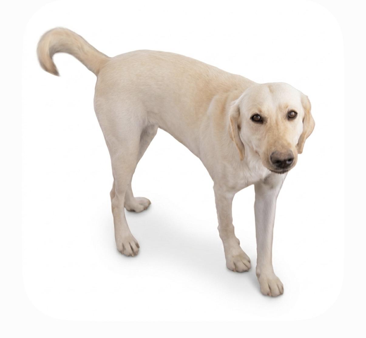 Enlarge Daisy, a ADOPTABLE Yellow Labrador Retriever in Casa Grande, AZ image 2/2