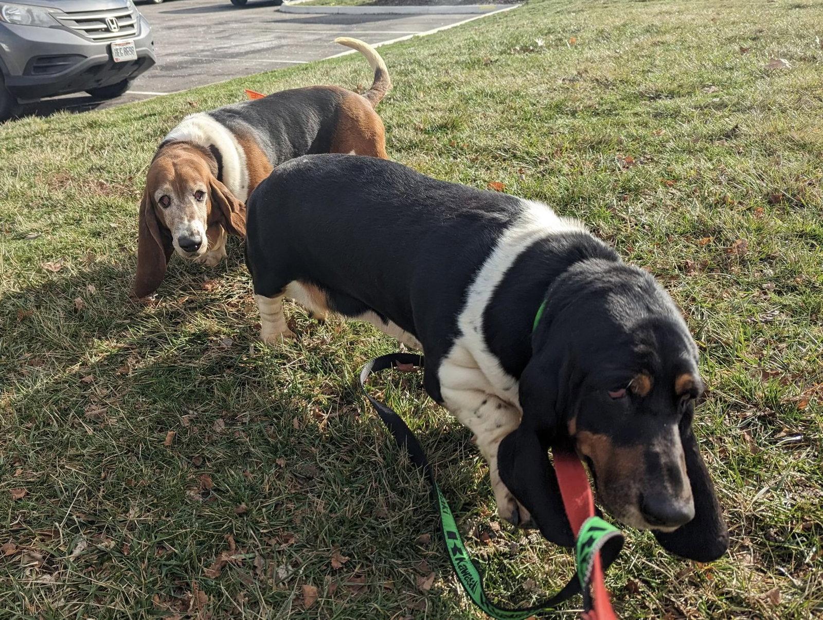 Thelma and Louise, a Adopted Basset Hound in Brookville, OH image 1/3