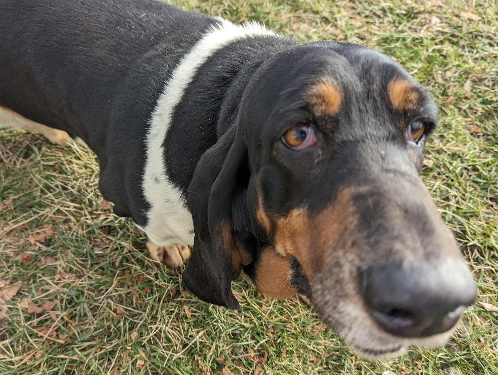 Thelma and Louise, a Adopted Basset Hound in Brookville, OH image 2/3