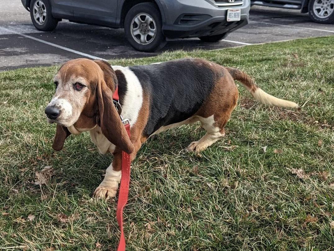 Thelma and Louise, a Adopted Basset Hound in Brookville, OH image 3/3