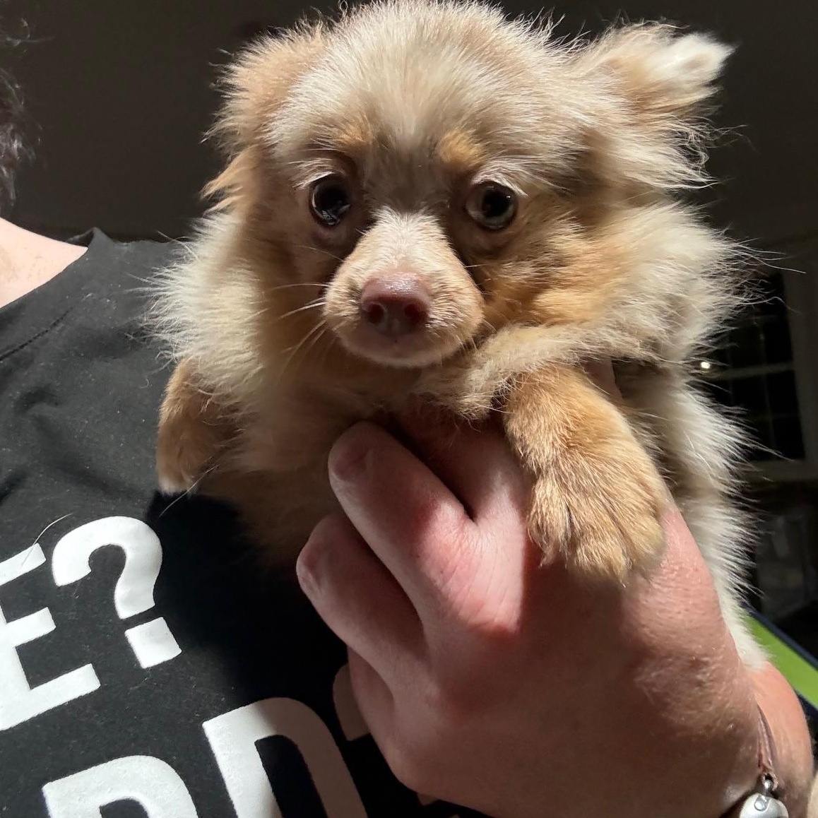 Penny, Adopted, Puppy Female Pomeranian.