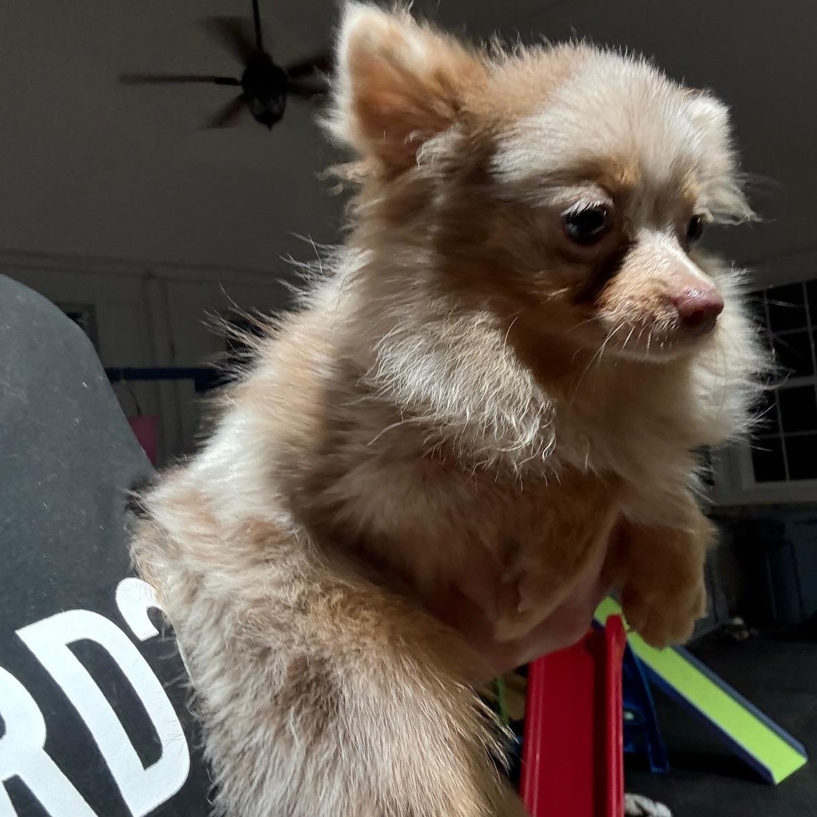 Enlarge Penny, a Adopted Pomeranian in Weatherford, TX image 2/3