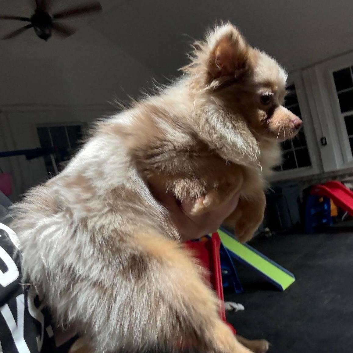Enlarge Penny, a Adopted Pomeranian in Weatherford, TX image 3/3