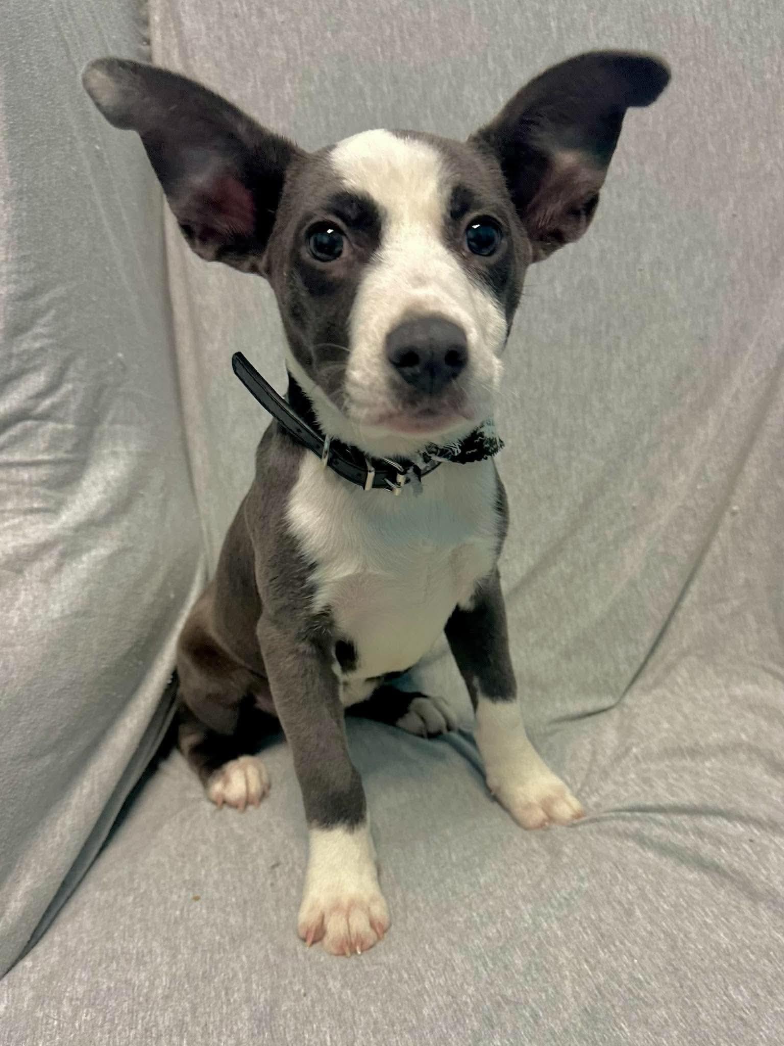 Sally Brown, Adoptable, Young Female Australian Shepherd.