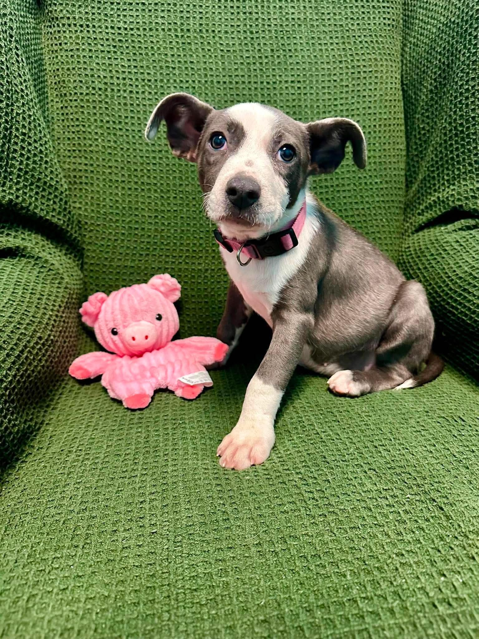 Enlarge Sally Brown, a Adoptable mixed breed in Walker, LA image 5/6