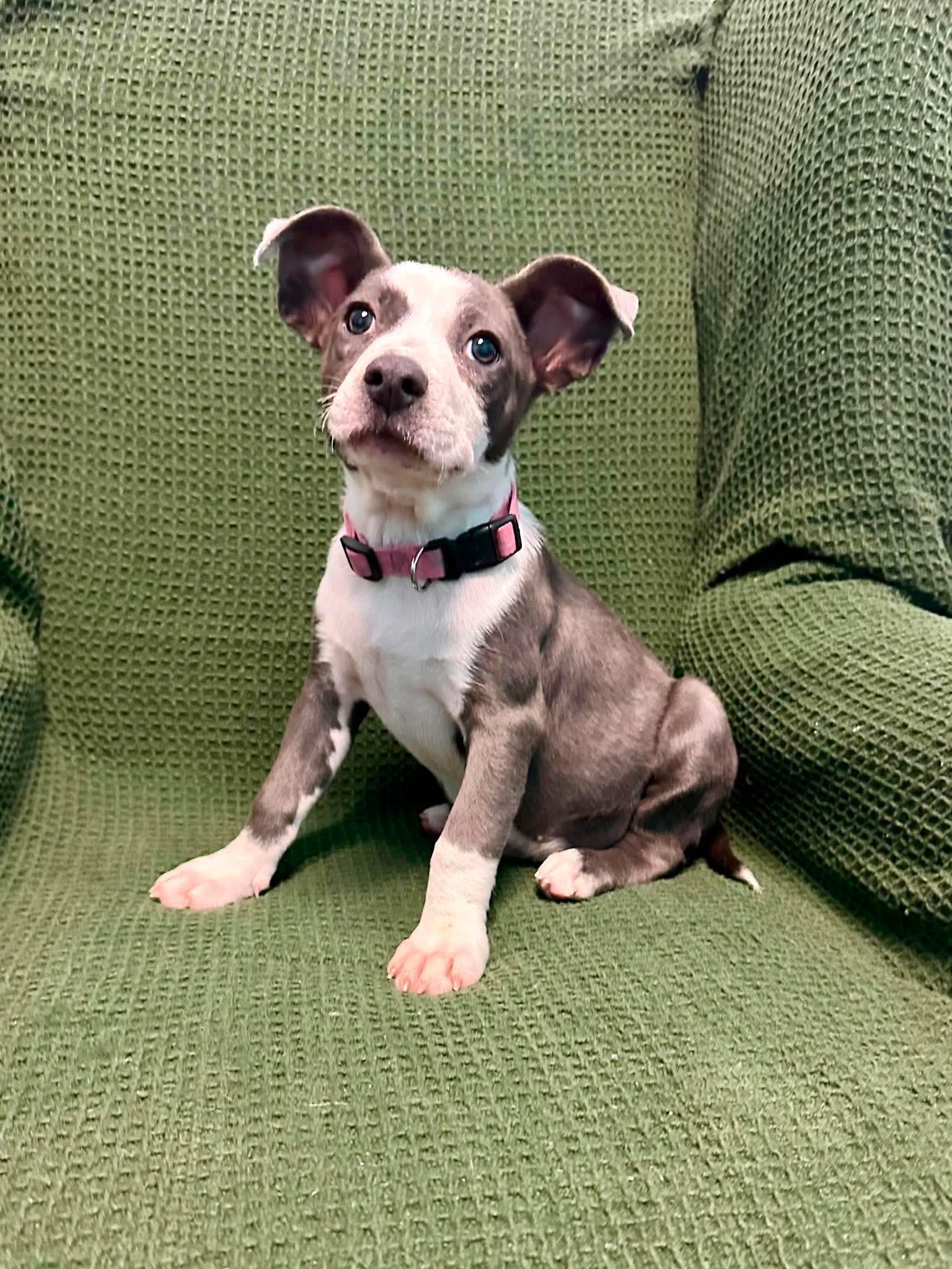 Enlarge Sally Brown, a Adoptable mixed breed in Walker, LA image 4/6