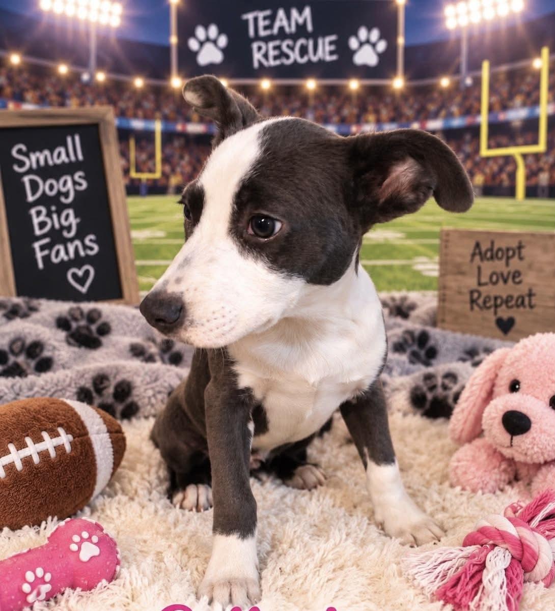 Enlarge Sally Brown, a Adoptable mixed breed in Walker, LA image 3/6