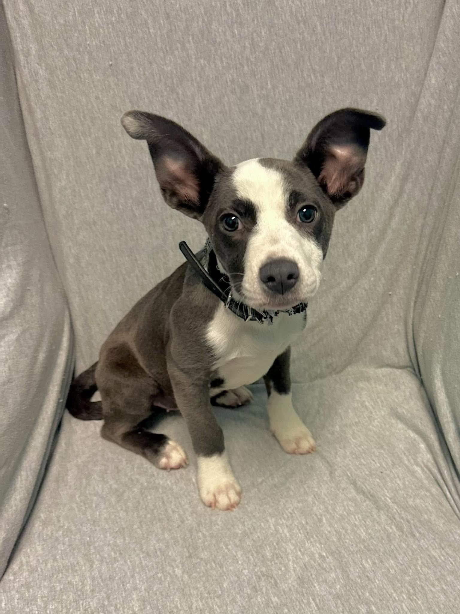 Enlarge Sally Brown, a Adoptable mixed breed in Walker, LA image 2/6